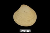 藏品(日本黃文蛤)的圖片